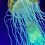 Placeholder: a closeup of a holographic jellyfish in an underwater cerulean ocean, artwork, Flickr, 8 k, detailed matte, fine-detailed, high-quality, in the style of George Grie, Anne Dittman, Anne Stokes, Lisa Parker, Selina French, alphonse mucha