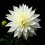 Placeholder: white_dahlia_flowe