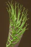 Placeholder: nervous ganglion made of dark plant matter