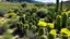 Placeholder: A field of prickly pear cacti with large green pads and yellow flowers, set against a rocky desert landscape