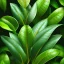 Placeholder: a tropical climbing plant with three leaves growing upwards, each leaf is fully visible, vector style