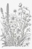 Placeholder: french botanical flowers coloring page