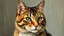 Placeholder: Portrait of a cat by Van Gogh