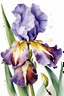 Placeholder: impressionistic, runny watercolor painting, ((best quality)), ((masterpiece)), ((realistic, digital art)), (hyper detaile), intricate details, (one) 1multicolored iris flower, closeup, white background, vivid coloring, some splashes