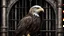 Placeholder: an eagle, sitting in a cell, looking through the bars, gothic style.