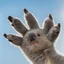 Placeholder: front paw of a koala