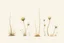 Placeholder: "Isolated concept art of multiple types of alien tree plant on a plain neutral background. Designed for Desert biome – dry, spiky, brittle grass with sharp edges, thorn-like blades, and pale dusty colors. Each grass type should have a unique silhouette and texture.