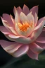 Placeholder: lotus flower