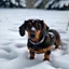 Placeholder: sausage dog in the snow