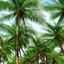 Placeholder: palm trees