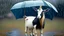 Placeholder: Goat holding an umbrella but no rain