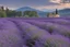 Placeholder: Lavender flower analysis