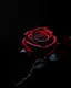 Placeholder: Deep red rose, black background, linear shapes