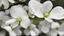 Placeholder: Dogwood Blossom