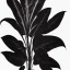 Placeholder: calathea, schwarzer hintergrund, schwarz weiss vektor stil