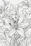 Placeholder: flowers coloring page for kids, tiger lily, cartoon style, thick outline, low details, no shading, no color