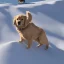 Placeholder: a golden retriever skiing on the Everest