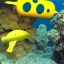 Placeholder: mix between nautilus submarine and yellow submarine in seabed