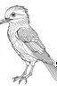 Placeholder: outline art for Birds coloring pages with sitch, white background, Sketch style, full body, only use outline, dementia patients style, clean line art, white background, no shadows and clear and well outlined.