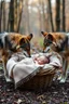 Placeholder: A baby sleeping in a basket covers by a blanket in the middle of a forest . Two wolfs standing by the basket sniffing the baby face