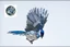Placeholder: vitrail d'un geai bleu ailes déployées art déco d'après mucha
