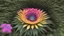 Placeholder: flower vortex