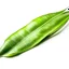 Placeholder: banana leaf with white background