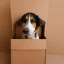 Placeholder: Portrait of a dog in box