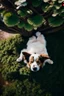 Placeholder: Un perro durmiendo abajo de un arbol boca arriba. Plano desde arriba. Corregir que el perro esté durmiendo boca arriba y la fotografía tomada desde arriba. Corregir que el perro esté con la panza mirando para el cielo