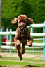 Placeholder: whole brown poodle jumping thru agility obstacles
