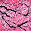 Placeholder: a detailed painting of a Japanese Cherry Blossom, seamless pattern, oil on canvas, pop art