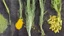 Placeholder: fennel, and turmeric plants side by side separated by a line