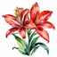 Placeholder: Western Red Lily watercolor illustration on white background