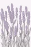 Placeholder: outline art for Lavender no colour , White background. sketch style, clean line art, white background, no shadow and clear, no people