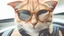 Placeholder: a close-up of a cat wearing glasses, looking check-in cool and stylish, cat photography, funny cat, cat design, awesome cat, sfw, an anthro cat, photo of a cat, ginger cat, with sunglasses, cat portrait, cat photo, detailed portrait shot, high-quality portrait, intellectual cat, anthro cat, aesthetic siamese cat, portrait shot