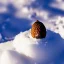 Placeholder: tiny acorn buried in snow, warm colors, soft lighting, snowdrift