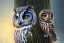 Placeholder: OWL IN A TREE