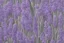 Placeholder: Lavender flower concept