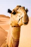 Placeholder: camel with human face