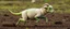 Placeholder: a sheep with no hair or wool, and green lizard like skin, running crazy like a dino