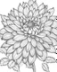 Placeholder: real massive Dahlia flower coloring page