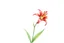 Placeholder: Western Red Lily plant, watercolor on white background, vignette