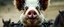 Placeholder: the high speed magical face of a fluffy mongolian panda horse pig with riders