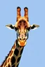 Placeholder: giraffe in the style of warhol