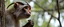 Placeholder: close up on member of monkey sloth goat flock climbing trees