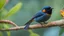 Placeholder: Closeup shot of a masked flowerpiercer perched on a tree branch