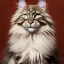 Placeholder: Maine coon romeo ragnar