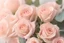 Placeholder: hd photography, bunch of pastel pink roses, pastel rose background, dreamy , soft lighting,centered