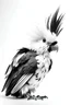 Placeholder: black and white on a white background pippo