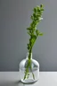 Placeholder: Aromatic glass vase